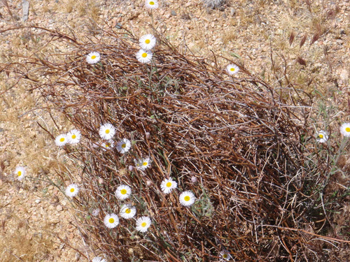 Roadside Flowers.